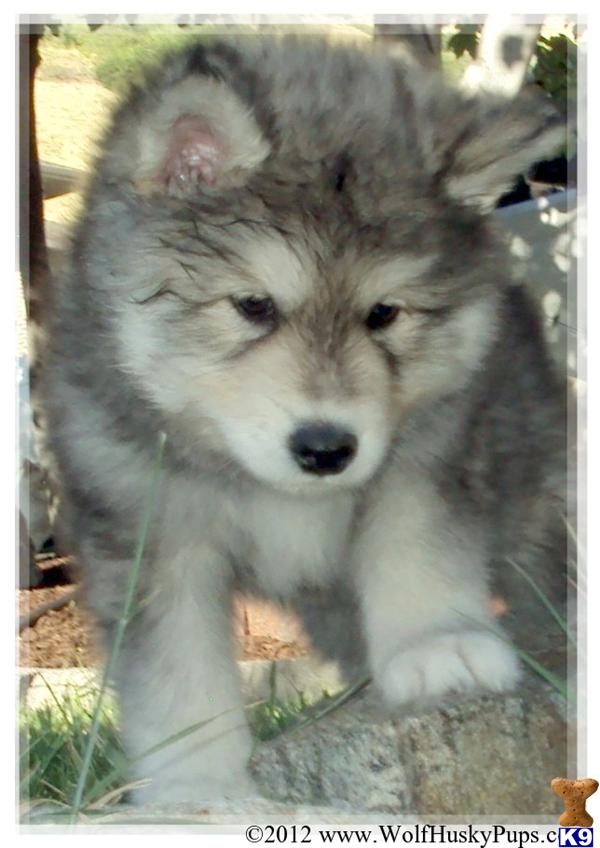 GIANT WOLAMUTE PUPS COMING SOON